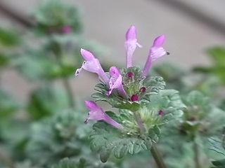 b0185771_1872238.jpg