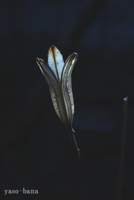 e0025300_16554964.jpg