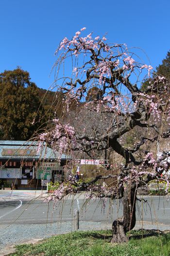 c0134734_21361816.jpg