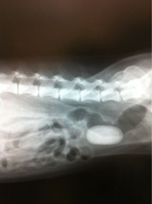 c0218443_343338.jpg