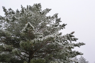 f0182173_1252149.jpg