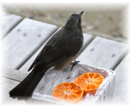f0003174_13451898.gif