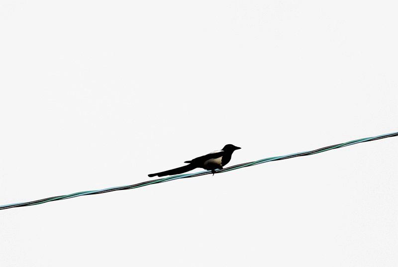 f0003174_15402184.gif