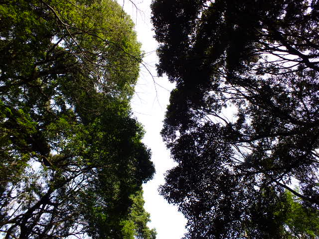 e0145782_14365261.jpg
