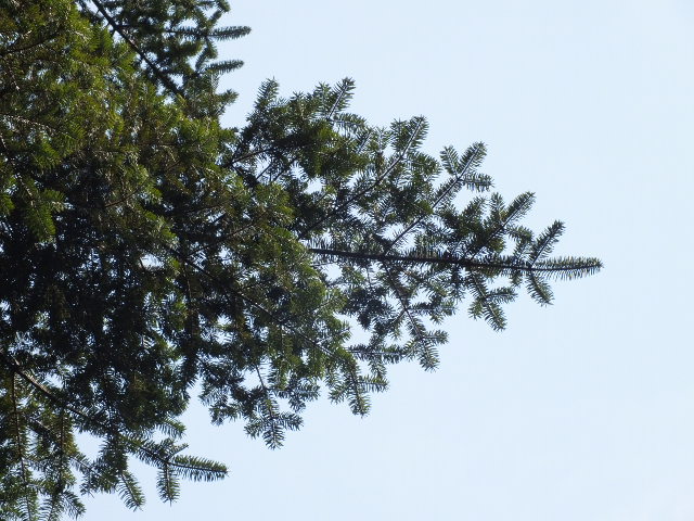 e0145782_14383184.jpg