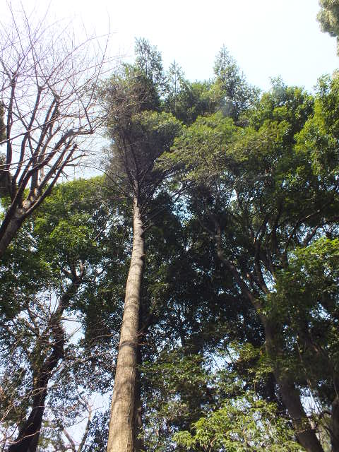 e0145782_1438479.jpg