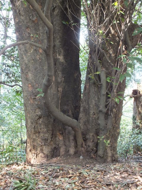 e0145782_14393481.jpg