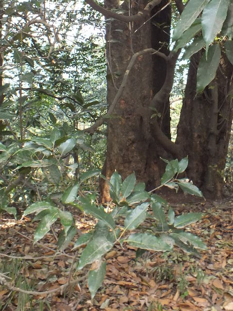 e0145782_1440442.jpg