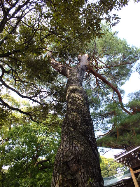 e0145782_144191.jpg