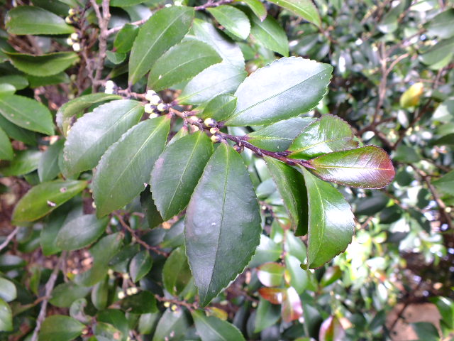 e0145782_1448745.jpg