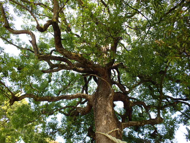 e0145782_14531816.jpg