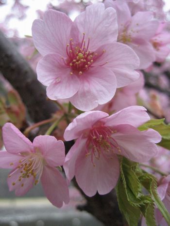 f0201297_118962.jpg