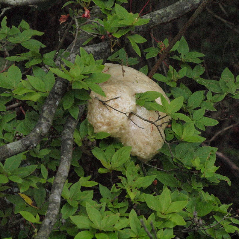 f0181821_1754177.jpg