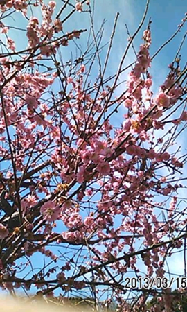 a0105023_1445256.jpg