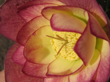 c0025140_2303969.jpg
