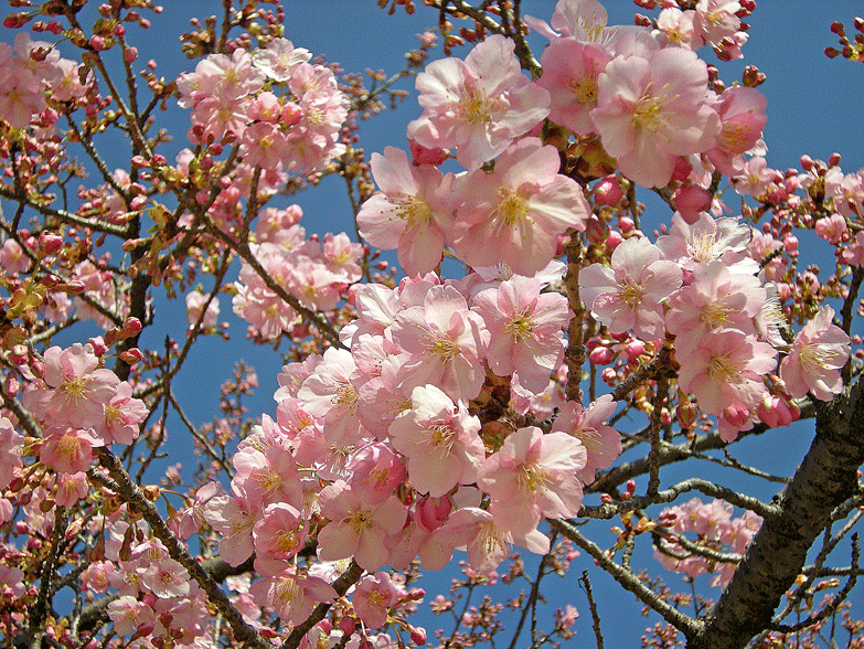 a0001354_21515093.gif