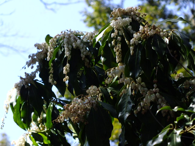 e0145782_1638539.jpg