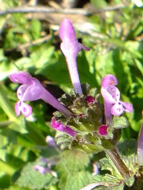 e0145782_1641141.jpg