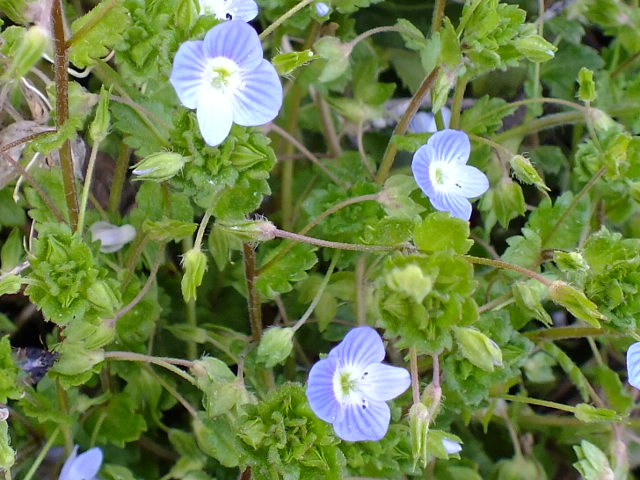 e0145782_16414253.jpg