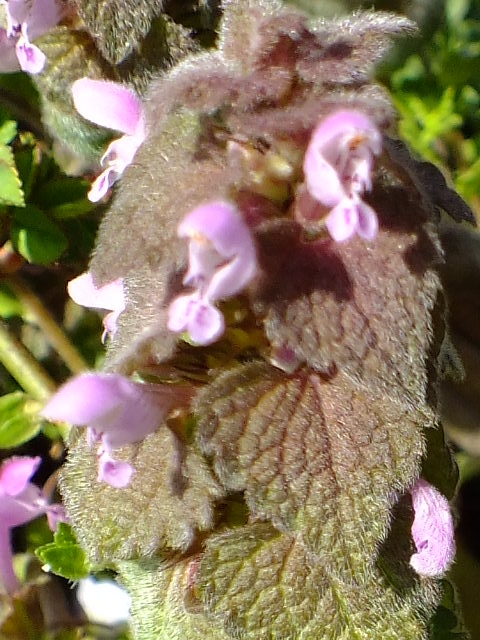 e0145782_16421074.jpg