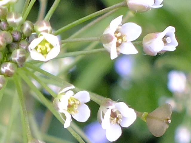 e0145782_16511242.jpg