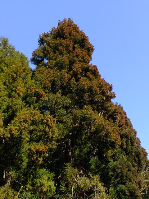 e0145782_1652348.jpg