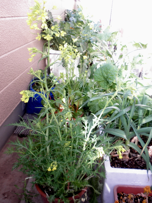 c0281888_8401430.jpg