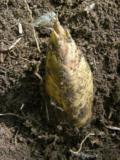 e0017396_21124455.jpg