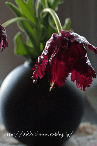 f0128096_13121094.gif