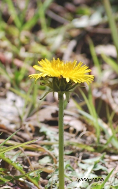 e0025300_2246996.jpg