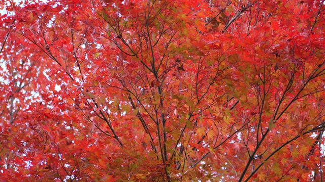 c0283778_16101518.jpg