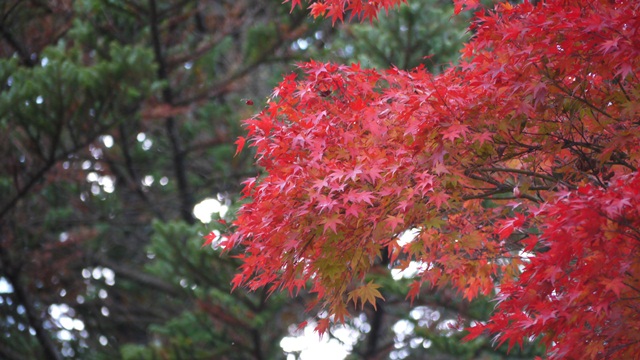 c0283778_16101643.jpg