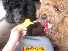 c0283778_1610726.jpg