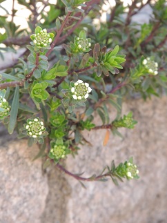 f0150620_1094868.jpg