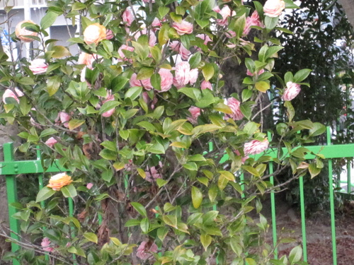 f0245650_1894062.jpg
