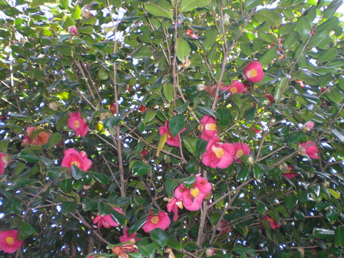 d0098363_865386.jpg