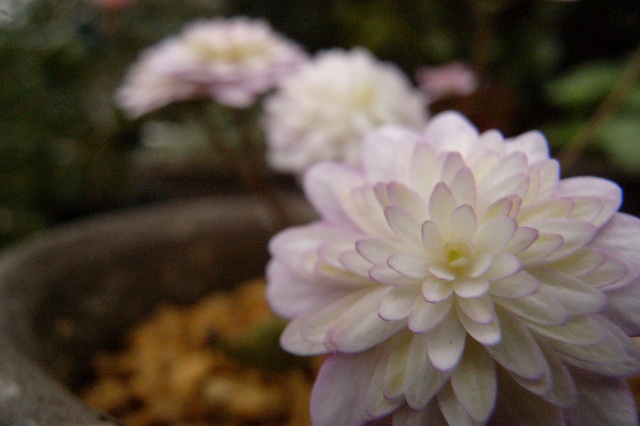 c0183777_1123735.jpg
