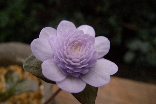 c0183777_1124030.jpg