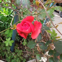 c0108693_14382928.jpg