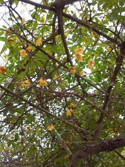 c0108693_14424938.jpg