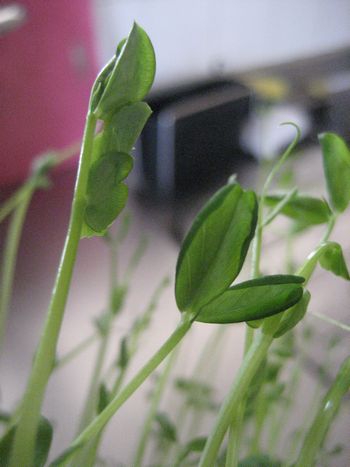 f0201297_1237781.jpg