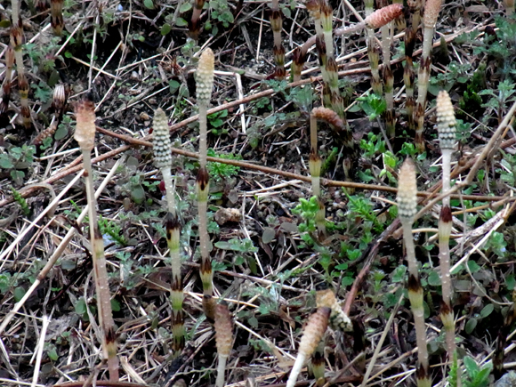 e0083517_21554290.jpg