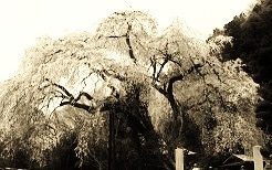 b0252727_7523528.jpg