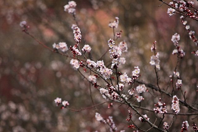a0242438_19491888.jpg