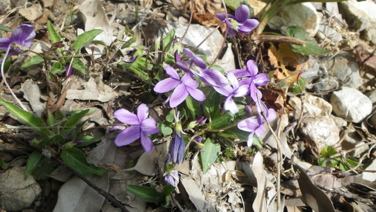 c0042847_12202010.jpg