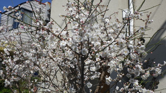 c0042847_1262979.jpg
