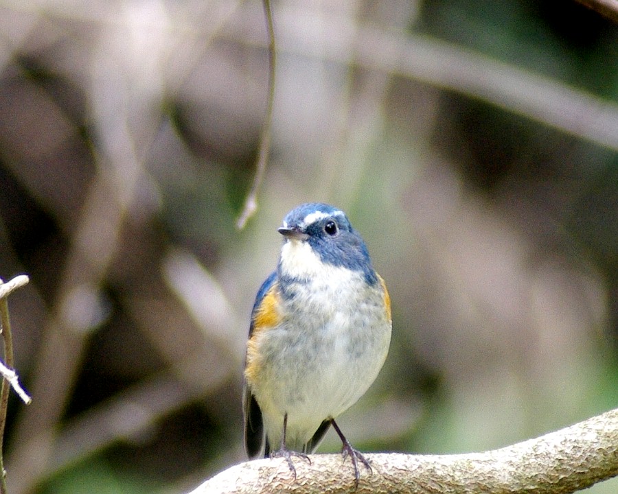 f0124451_1084083.jpg