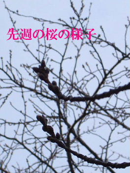 f0039281_1343202.jpg