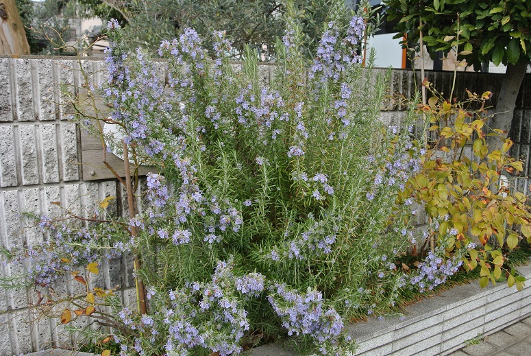 f0179209_18345476.jpg