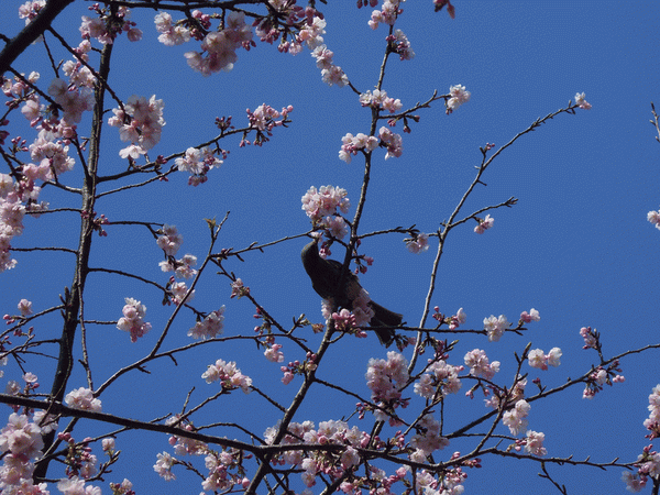 e0098223_10393491.gif
